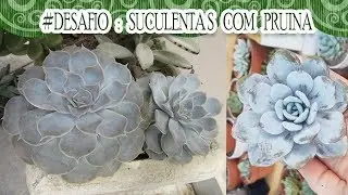 Suculentas com pruina e seus benef&iacute;cios | #Desafio | Canal da Re!