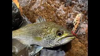 IFISH Jungle Perch & Red Emperor Cairns