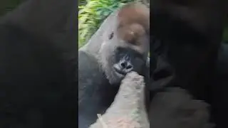 Unleashing the Mighty: Gorilla Power Moves Caught on Camera!#youtubeshorts #shorts #short #trending