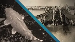 The March-Hare Railway Bridge Koi Attack | Train Time