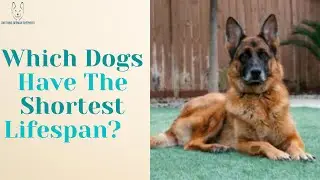 Which Dog Breeds Have The Shortest Lifespan?