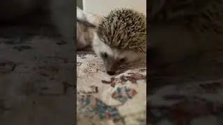 On the hunt. _JustAHedgieTryingToHedge _HedgehogLife #Hedgehogs_Of_Instagram #petpov #povpet #pov