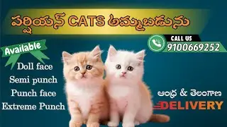Persian cats for sale..!