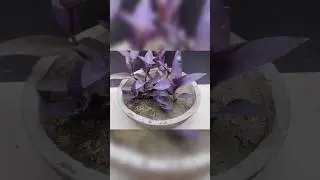 How to propagate purple heart plant from cutting#shorts