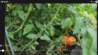 Bin gardening  June and July planting!!