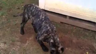 BOLO 8 months PRSEA CANARIO