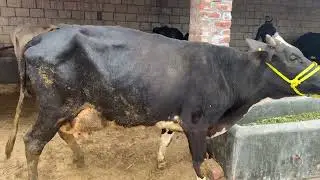 گائے کا بچہ مرگیا!؟ دودھ 20کلو