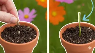 Grow cosmos form seed & cutting 🌸| कॉस्मोस को सीड और कटिंग से ऐसे लगाये |🌸 @skplantcare 