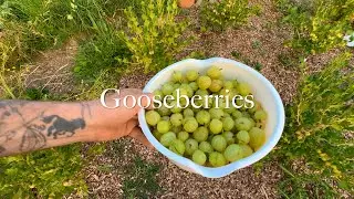 Gooseberry Harvest 2023