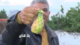 bila kinaa | هندي بوعرقوب الأكثر شهرة في تونس..تجارة مربحة لكن القشار ماخلا شيء للزوالي