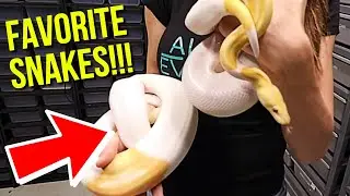 OUR FAVORITE SNAKES IN OUR HUGE SNAKE COLLECTION!