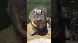 Chompers The Alligator Hisses!!! #shorts