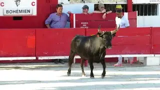 Châteaurenard 2024 - Le taureau Bohémien de la manade Rouquette