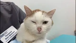 Синдром Горнера (Хорнера) у кота // Horner's syndrome in a cat