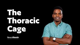 Anatomy of the Thoracic Cage Explained: Apertures, Costal Margin & Clinical Landmarks