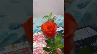 Valentine week #rose #roseday