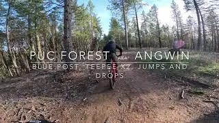 PUC Forest 