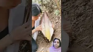 🎍 Bamboo baby🤗#tree #bamboo #bambooshoot #shortvideo #treanding