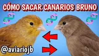 Canaries, Brown mutation 🟤 | Correct pairs to breed Browns and Carriers 🧬