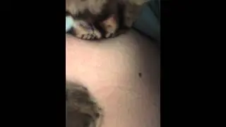 Cat licks belly button  Part 2