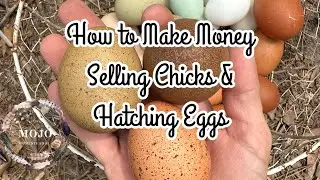**How To** Make Money Selling Chicks and Hatching Eggs