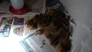 Cinnamon Queens - Chicken Pile