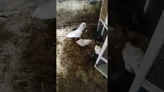 Chickens eat the broken eggs to prevent predators/pests #godisgood #farming101 #chicken #roadto1k 