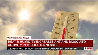 Heat & Humidity Increasing Ant & Mosquito Activity - U.S. Pest Protection