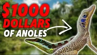 Unboxing Rare Lizards