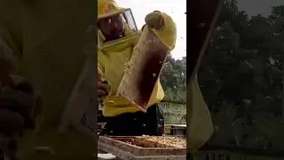 Honey Mass Production Process by Korean Beekeeping Farm #allprocessofworld