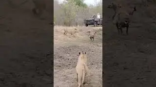 Hyena lucky a day. #lion #animals #wildlife #safari #wildanimals #shortvideo #wildsafari #funnyclip