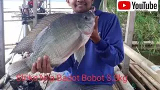 #MANCING JATIGEDE # STRIKE NILA BADOT DENGAN BERAT 3,3 KG