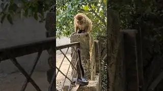 monkey scared #bandar #monkey #funny #monkeyvideo