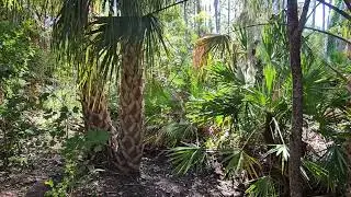 Stoneybrook 1 microforest at just under 4 years old