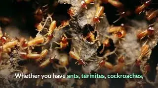 La Mesa Pest Control Company | 7575 University Ave. #4 La Mesa CA 91942 | (619) 900-6558