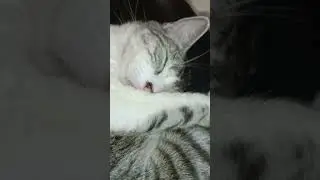 Принцесса спит#спокойнойночималыши #catshorts #lovemycat #потеряшка #кошкаспит