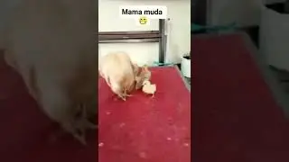 mama muda bawa anak ayam serama #shorts #viralshorts #ayamserama #videoshow #seramachicken #ayam
