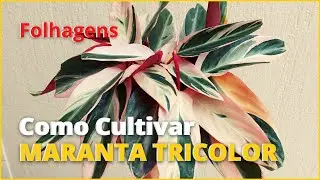 Um pouco sobre a MARANTA TRICOLOR  - Stromanther Thalia 'triostar' 🥰🪴