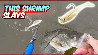 Why This Small Shrimp Gets BIG Bites in Florida