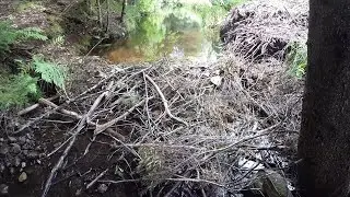 Beaver Dam  Construction