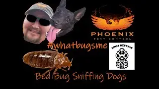 Bed Bug Detection Dogs