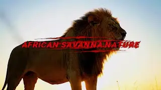 African Savanna Wildlife: Adaptation in a Harsh Environment 🦁 King Of Lion