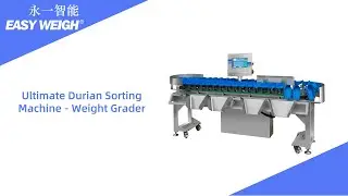 Ultimate Durian Sorting Machine - Watch The Weight Grader In Action!