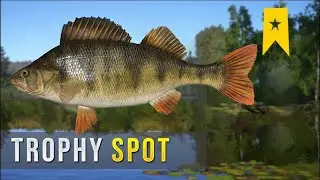 Russian Fishing 4 | Winding rivulet trophy Perch spot