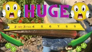 Sampson Farms 2020 Okra Challenge. Official Entry Video.