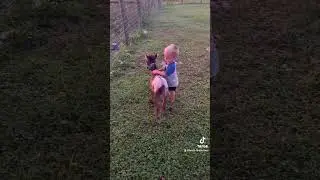 Horse kicks boy In face 😮 #shorts #trending