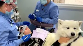 Therapy dogs help ease anxiety for patients in the dentist&rsquo;s chair
