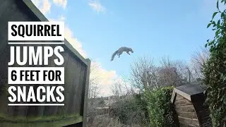 Squirrel jumps 6 feet for snacks - DJI Action 5