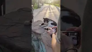 A sunset, a cat, and a story to tell 🌇🐾