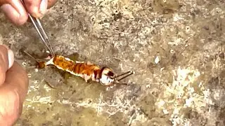 🪳 Cockroach Digestive System Practical | Biology Lab AH College 🔬